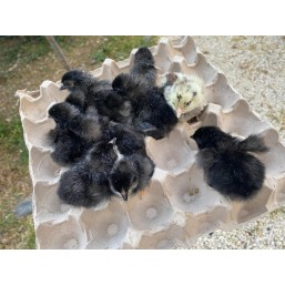 Poussins noirs , blancs...